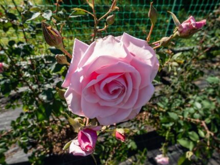 Klatrerose "Coral Dawn"  3,5  l potte