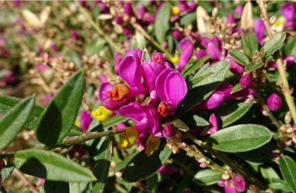 Melkeurt, Polygala chamaebuxus "Grandiflora", potte 1 l.