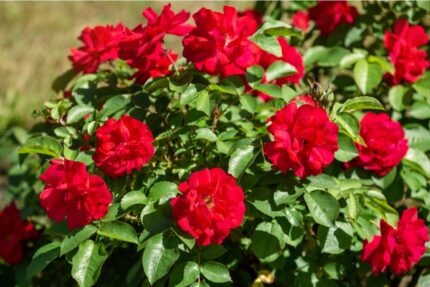 Buskrose " Hansaland"  3,5 l potte