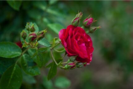 Kanadisk rose "Adelaide Hoodless"   3, 5 l potte