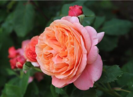 Klaserose "Mary Ann"  3,5 l potte