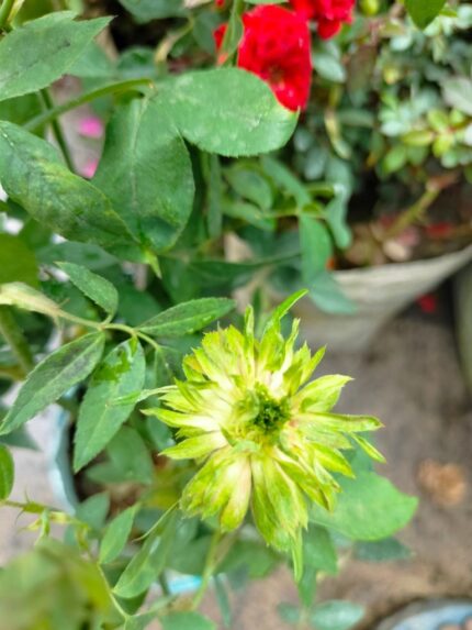 GRØNN Buskrose "Rosa chinensis ‘Viridiflora’"   4 l potte