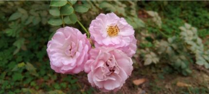 Klatrerose "Climbing Bonica"  4 l potte