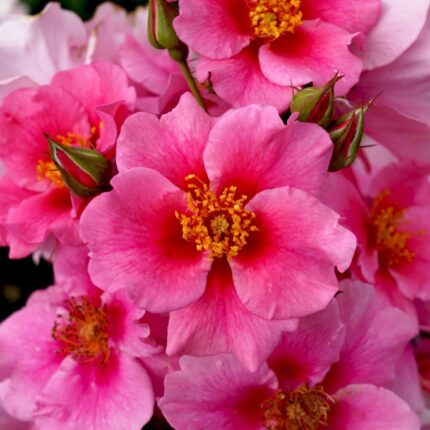 Buskrose "See You in Pink"  4 l potte