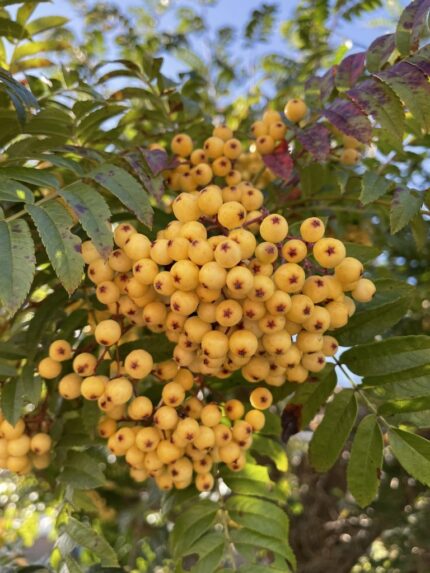 Rogn, Sorbus "Sunshine", juniortre sh ca. 170 cm, pottestr. 10 l, E-plante