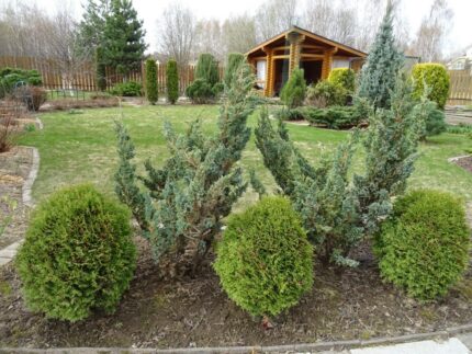 Kulethuja, Thuja "Tiny Tim". pottestr. 3,5 l.