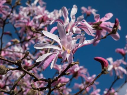 Magnolia "stellata rosea"  50/60 cm   5 l potte