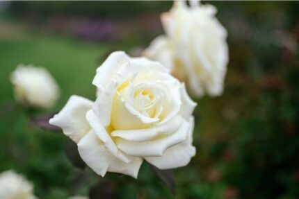 Stilkrose "Claus Dalby" 3,5 l potte