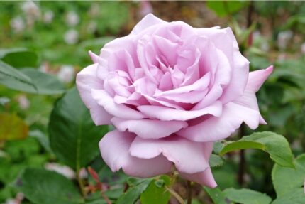 Stilkrose "Twice in a Blue Moon"  3, 5 l potte