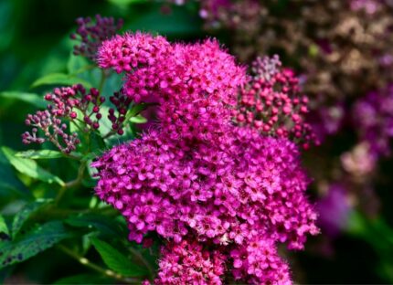 Spiraea japonica 'Norrbotten' - Norrlandsspirea, pottestr. 1,5 l. (ungplanter)