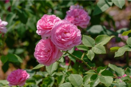 Historisk rose "Louise Odier " 3,5 l potte