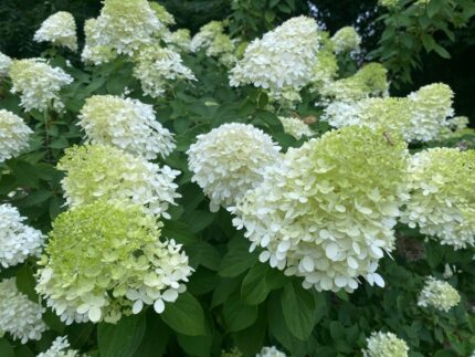 Syrinhortensia "Magical Matterhorn", pottestr. 3,5 l.