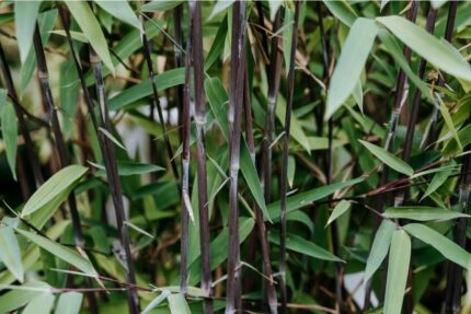 Bambus, Fargesia nitida "Black Pearl", salgstr. 100-125 cm, pottestr. 3 l.