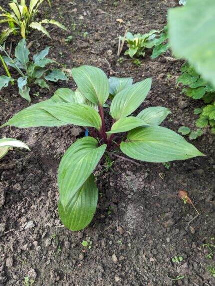 Hosta "First Blush" 11 cm potte
