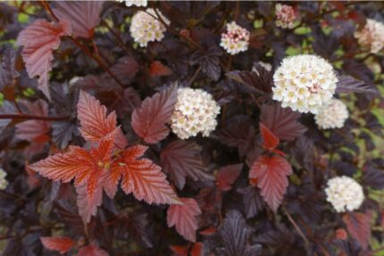 Solblærespirea -Physocarpus opulif. 'Diable d'Or' , pottestr. 1,5 l. (ungplanter)