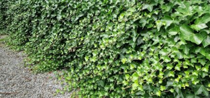 Eføy, Hedera hibernica - Storbladet eføy, pottestr. 2 l. sh. ca. 40 cm.