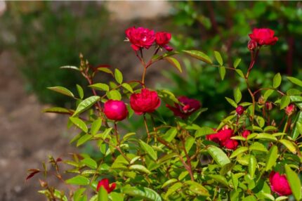 Kryprose " Morsdag"   3, 5 l potte