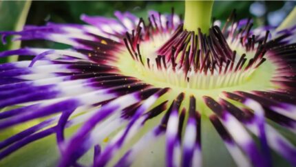 Pasjonsfrukt "Passiflora edulis"