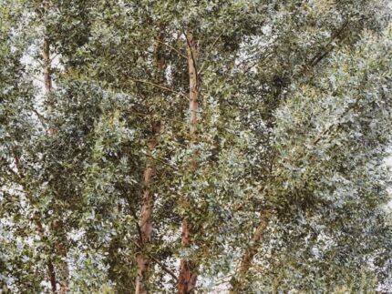 Eucalyptus gunnii Azura  50/60 cm 3 l potte