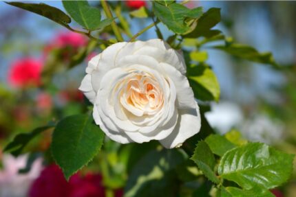 Klaserose "Ledreborg" 3,5 l potte