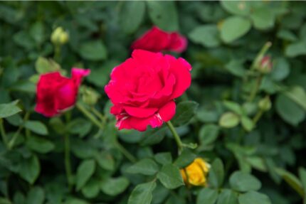 Kanadiske rose "Morde Fireglow"  3,5 l potte