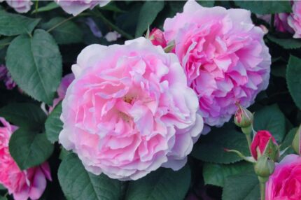 Klaserose "Astrid Linsgren" 3,5 l potte