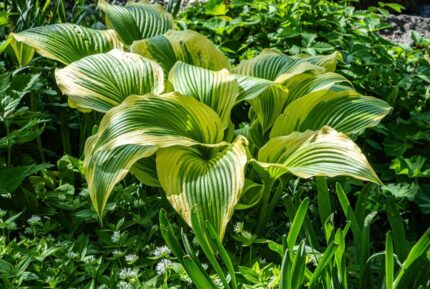 Hosta "Queen Josephine" 11 cm potte