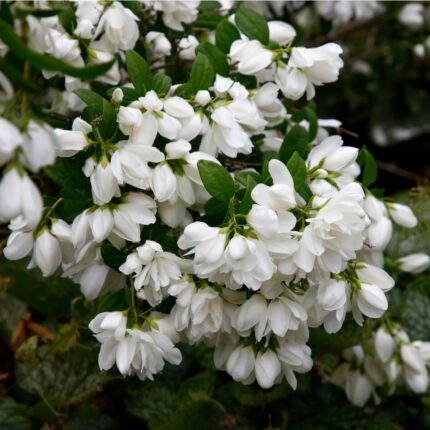 Skjærsmin, Philadelphus 'Snowbelle' , pottestr. 1,5 l. (ungplanter)