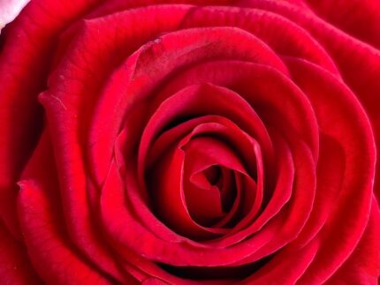 Klatrerose "Grand Award"  3, 5 l potte