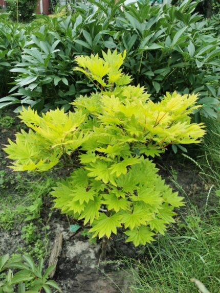 Japansk lønn "Aureum"  50/60 cm 3 l potte