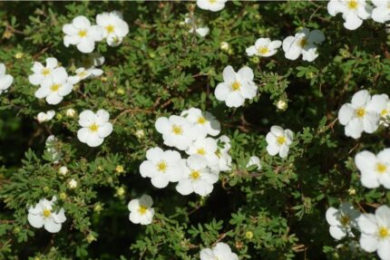 Potentilla frut. 'Abbotswood' - Hvit buskmure, pottestr. 1,5 l. (ungplanter)