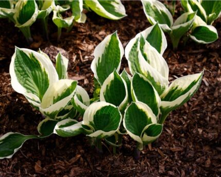 Hosta "Silk Road " 11 cm potte