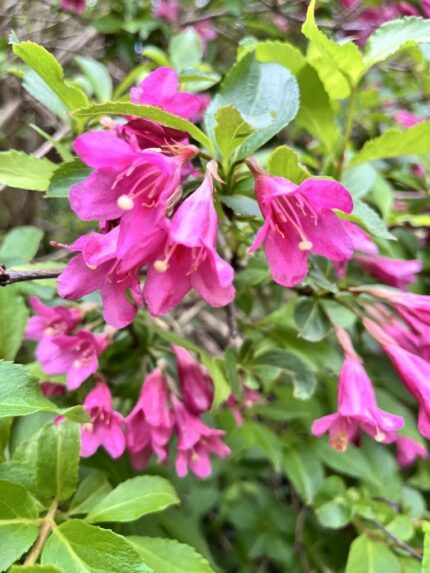 Roseklokkebusk,Weigela florida 'Rumba', pottestr. 1,5 l (ungplanter)