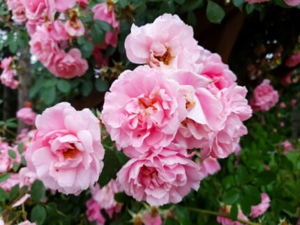 Rose  "John Davis", 3-5 gr., pottestr. 3,5 l.