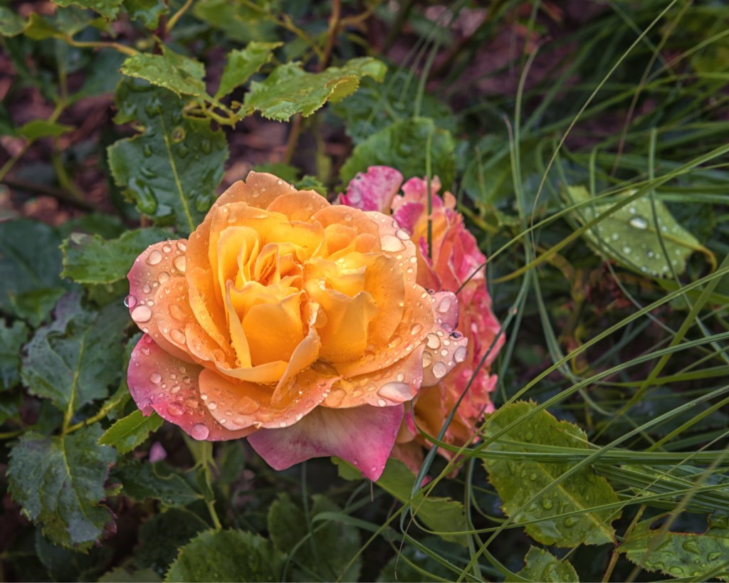 0_shutterstock_2477748925