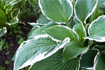 Hosta "Frozen Margarita" 11 cm potte