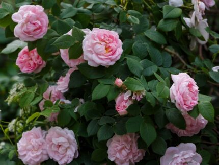 Historisk rose "Maidens Blush"  3,5 l potte