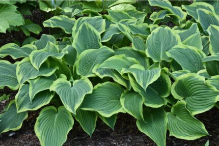 Hosta "Yellow river "  11 cm potte