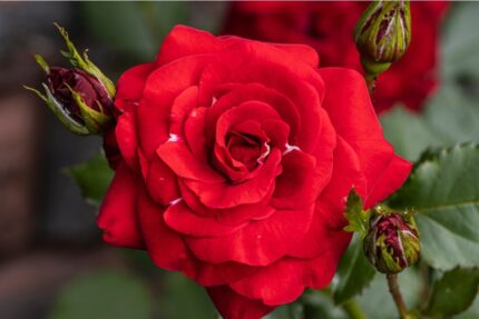 Klaserose "Europeana"  3,5 l