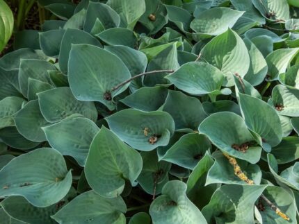 Hosta "Blue cadet"  11 cm potte