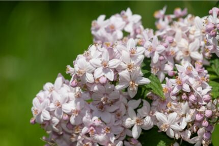 Stjernetopp, Deutzia hybrida "Mont Rose", 5 greiner, potte 4,5 l