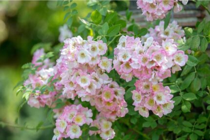 Klatrerose "Kew Rambler"  4 l potte