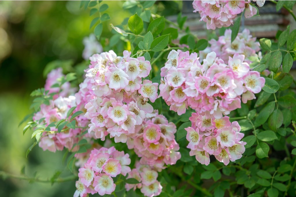 0_shutterstock_2505234925