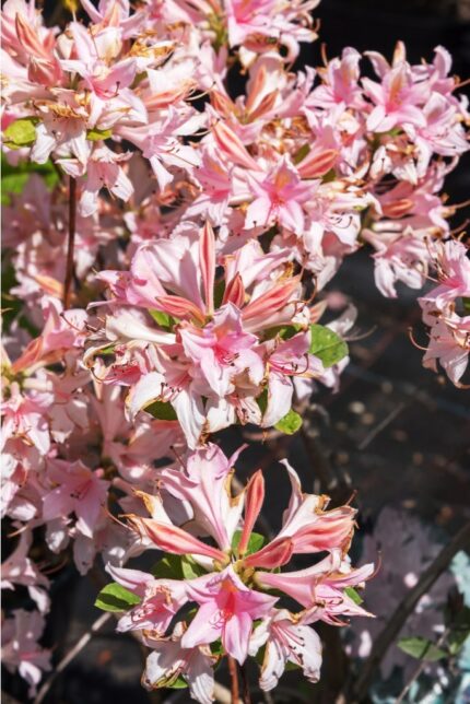 Azalea "Soir De Paris", salgshøyde 40-50 cm, pottestr. 5 l.