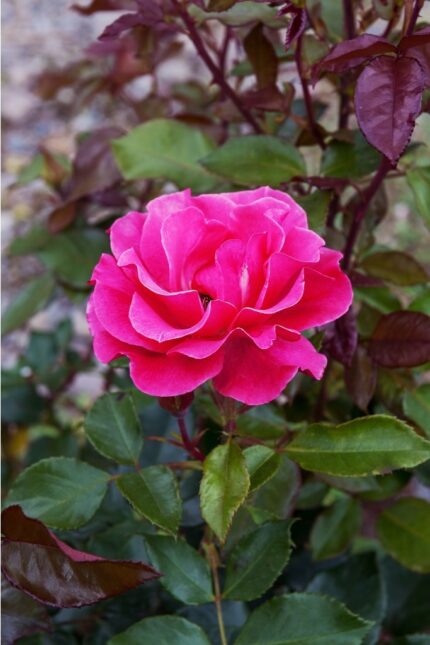 Buskrose "Romanze"  3,5 l potte