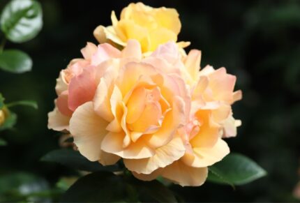 Klaserose "Hansastadt Rostock"  3,5 l l potte