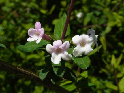 Syrinkaprifol, Lonicera Syringantha, 3 gr. pottestr 3,5 l.