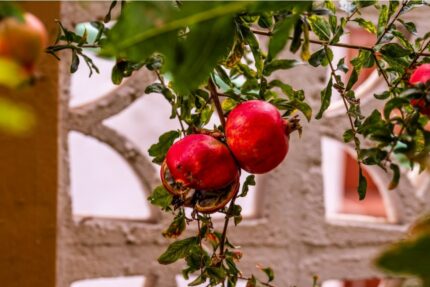 Granateple "Punica granatum", 3 greiner, pottestr. 2 l.