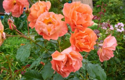 Buskrose "Westerland"  3,5 l potte