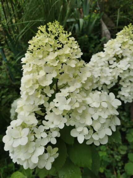 Syrinhortensia "Diamontino", pottestr 3.5 l.